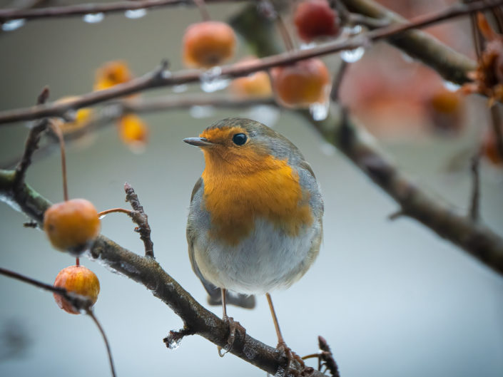 Vögel an der Winterfütterung 2021/22